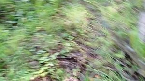 Тихая охота