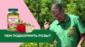 Чем подкормить розы?