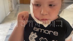 После возбуждения уголовного дела, сбежавшие хозяева пса, напавшего на девочку, пришли с повинной