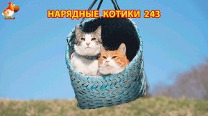 Нарядные Котики расслабляются на солнышке 🌞 🐈🐈🐈 (243)