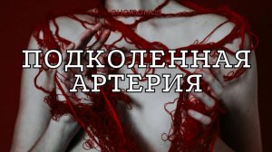Подколенная артерия A poplitea (Подколенная артерия: анатомия, патологии и методы диагностики)