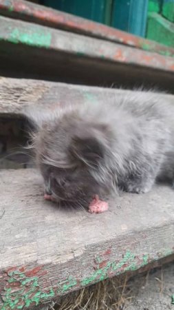 котэ