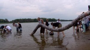 Саратовский речпорт выпустил в Волгу более 10 тысяч мальков стерляди