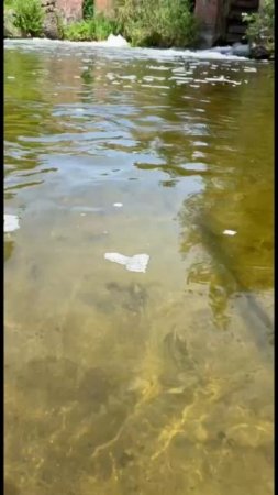 Вода прозрачная. Река Лава. Калининградская область.