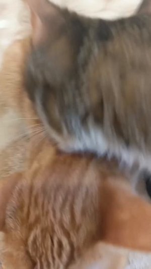 ТГК:Симбочка милочка🐱😸😻 #рек #симбочкамилочка #sorts