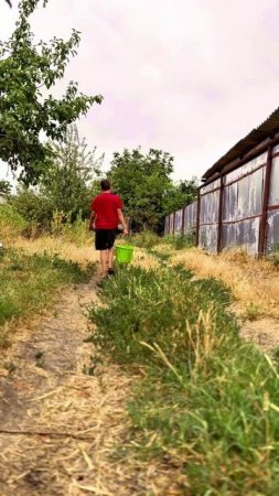Собираем опавшие яблоки для хрюшек! 🍎🐷 Телега: DanilaFermer #shorts #reels #яблоки #свиньи