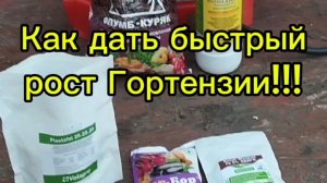 🌿Как дать быстрый рост Гортензии если она отстаёт в развитии!!!🌿