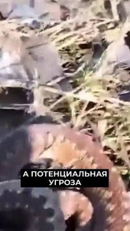 📍В Ноябрьске активизировались змеи