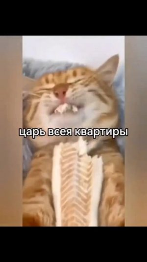 Берёшь кота,а он и не кот вовсе.