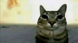 Пушистые комедии: котики в главной роли 🎬🐱😂