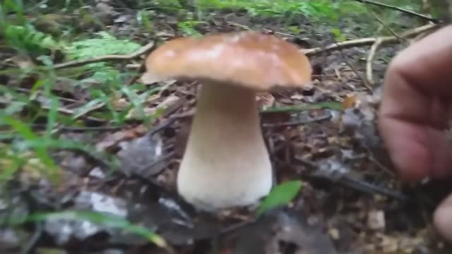 Грибы пошли в Подмосковье 2024 смотреть онлайн