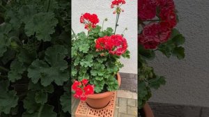 Cara Amalia Герань для выращивания на улице