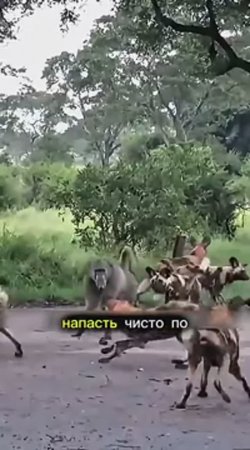 Бабуин🤣