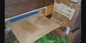 Подсадка пчелиного роя в семью