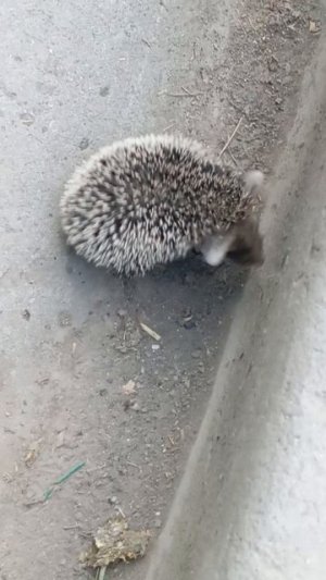 ëжики