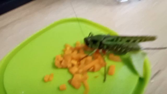 это мой питомец кузнечик Кузя смотреть онлайн