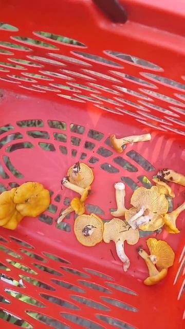 Повредили грибницу когда делали противопожарный ров? Грибы растут. грибы mushroom грибники