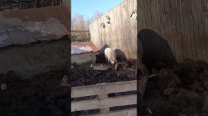 Поехали в зоопарк!!!