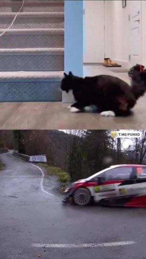 Два одинаковых видео😅