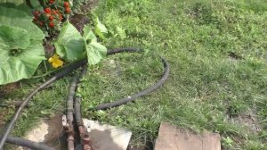 Полив озерной водой моего участка