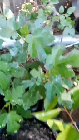 Инжир саженцы состояние на  21.07.2025г.  Small Garden's