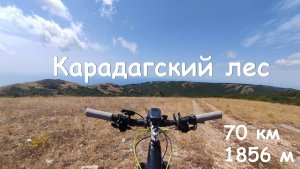 Карадагский лес - 19.07.2025 г.