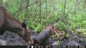 Северо Запад псковская область пришла лосиха с лосёнком