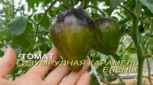 Томат ИЗУМРУДНАЯ КАРАМЕЛЬ ЕЛЕНЫ. Обзор сортов ТОМАТОВ!