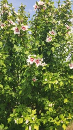 Гибискус (лат. Hibiscus) — род растений семейства Мальвовые.
