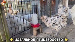 Идеальное птицеводство достойно восхищения 🐓🦆🦢🦚🦃🐔 эпизод (287)