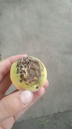 Чем болеет персик