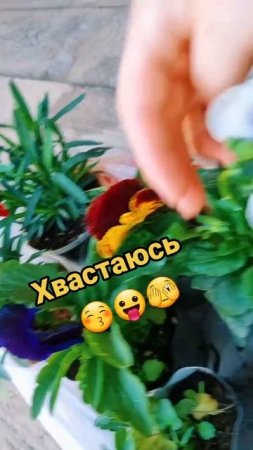 Хвастаюсь #уралочка #огород #цветы