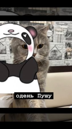 Одень кота