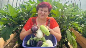Делюсь Секретом Огромного урожая Баклажан!! Баклажаны висят гроздьями!!