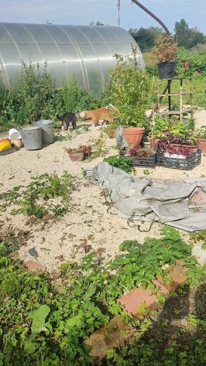 Деревенский релакс 🏡 В главных ролях: рыжий кот Фокс 🐱 хозяюшка Лапа, гуси🪿