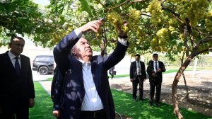 Эмомали Рахмон посетил экспериментальное хозяйство по выращиванию винограда в Хатлонской области