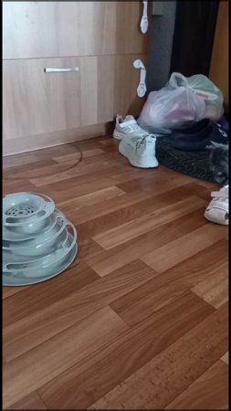 Супер игрушка для котёнка#нашипитомцы#котики