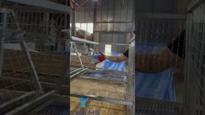 Видео-инструкция по сборке клетки для кроликов