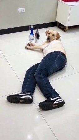 Собакен 🤣