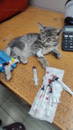 день стольника. нужна помощь.