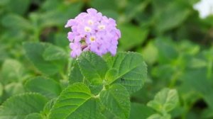 ФУТАЖ Цветы