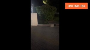 Мама-утка растеряла своих утят на пути к набережной