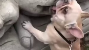 Мелкий волк в поросятах знает толк🐺😂