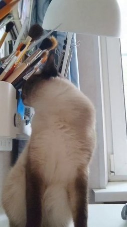 скрытая камера следит за котом 🤣