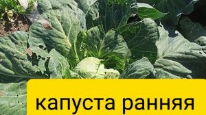 Будни 2025