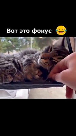 Вот это фокус
