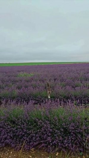 Вероятность встретить кошкодельфинов в лавандовом поле мала, но никогда не равна нулю