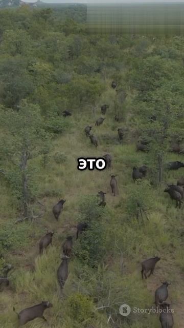 Топ 5 фактов о Чаде 