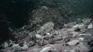 1000046830.mp4Волга гл.5м.21.07.2025г.