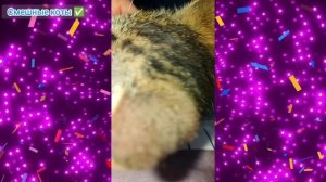 Смотреть видео про забавного котёнка #2/ Игривый котёнок играет со шнурком от телефона